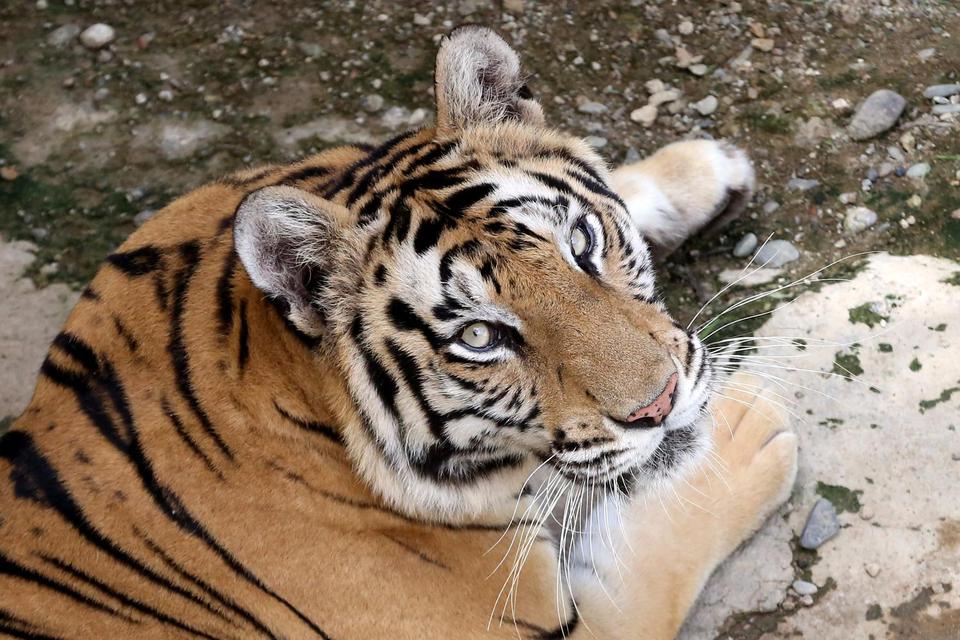 Harimau mimpi arti singa gomimpi