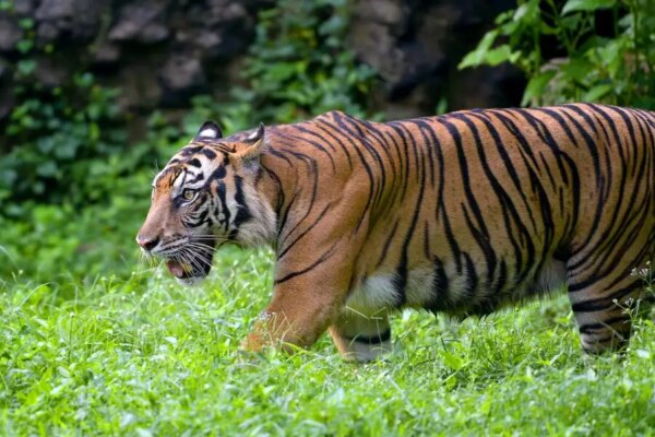 Mimpi harimau arti